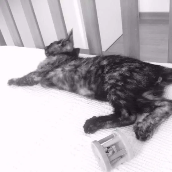 Gato raça PCB idade 2 a 6 meses nome Nina