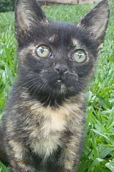 Gato raça PCB idade 2 a 6 meses nome Nina