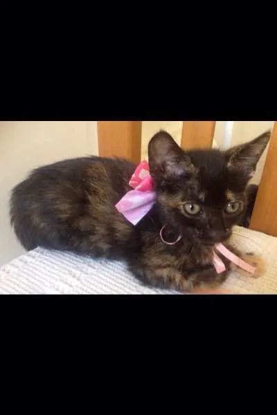 Gato raça PCB idade 2 a 6 meses nome Nina