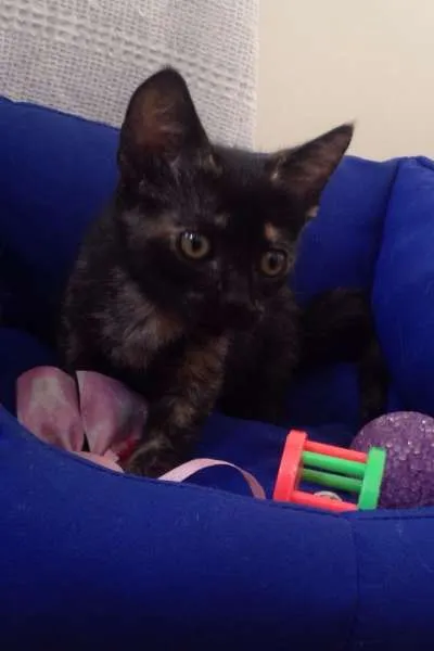 Gato raça PCB idade 2 a 6 meses nome Nina