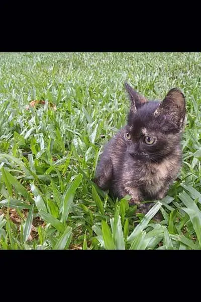 Gato raça PCB idade 2 a 6 meses nome Nina
