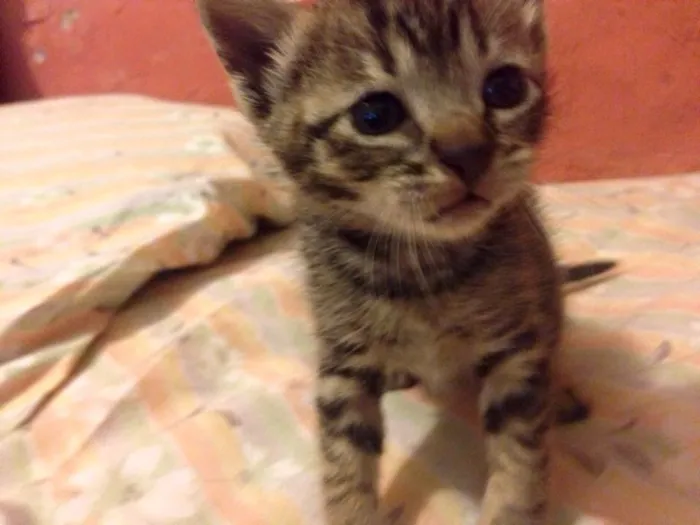 Gato ra a SRD idade Abaixo de 2 meses nome Sem nome