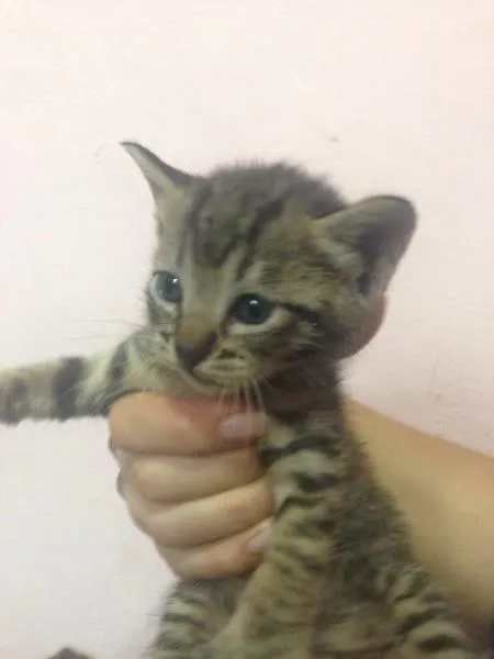 Gato ra a SRD idade Abaixo de 2 meses nome Sem nome