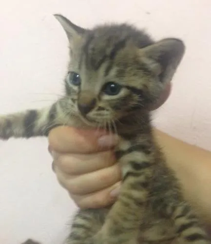 Gato ra a SRD idade Abaixo de 2 meses nome Sem nome