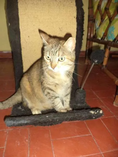 Gato ra a SRD idade 4 anos nome Mia