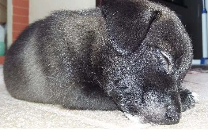 Cachorro ra a SRD idade Abaixo de 2 meses nome NEGUINHA