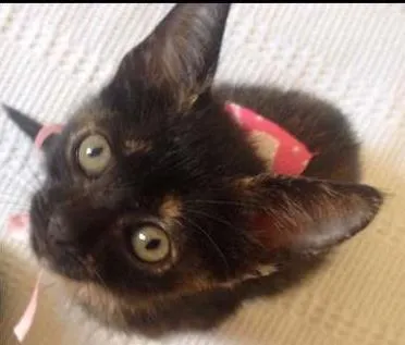 Gato raça PCB idade 2 a 6 meses nome Nina