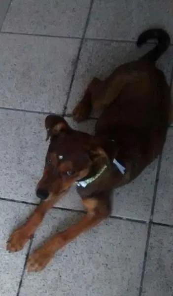 Cachorro ra a SRD idade  nome Bela 