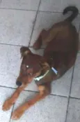 Bela 