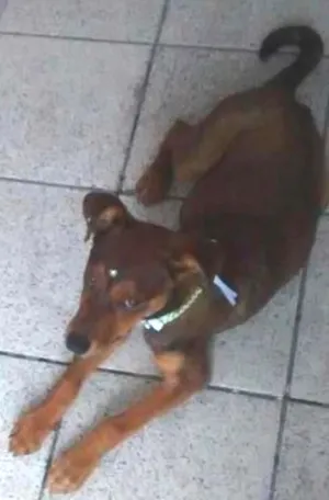 Cachorro raça SRD idade  nome Bela 