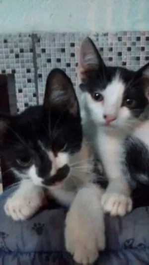 Gato raça frajolinha idade 2 a 6 meses nome Mickey e Minnie