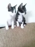 Mickey e Minnie