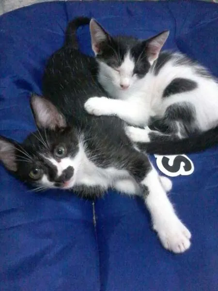 Gato ra a frajolinha idade 2 a 6 meses nome Mickey e Minnie
