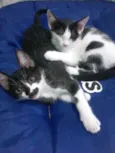 Mickey e Minnie