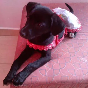 Cachorro raça SRD idade 7 a 11 meses nome MEG