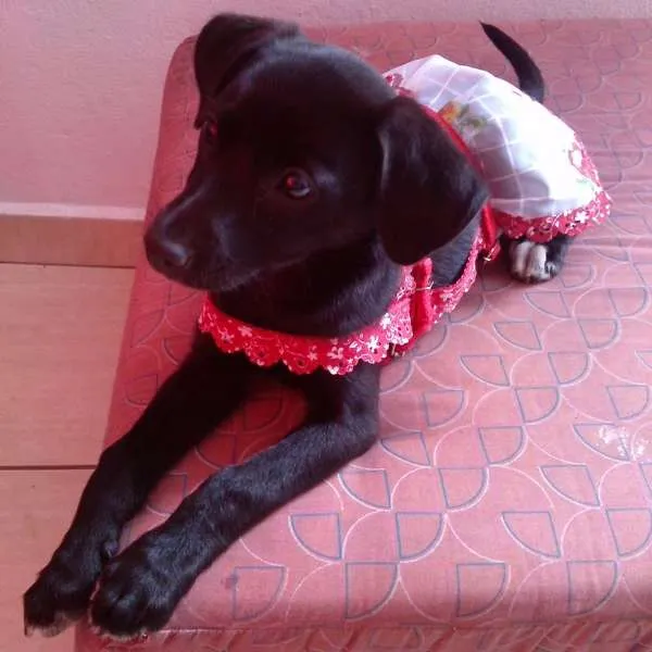 Cachorro ra a SRD idade 7 a 11 meses nome MEG