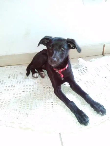 Cachorro ra a SRD idade 7 a 11 meses nome MEG