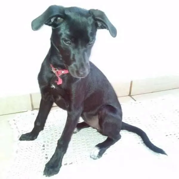 Cachorro ra a SRD idade 7 a 11 meses nome MEG