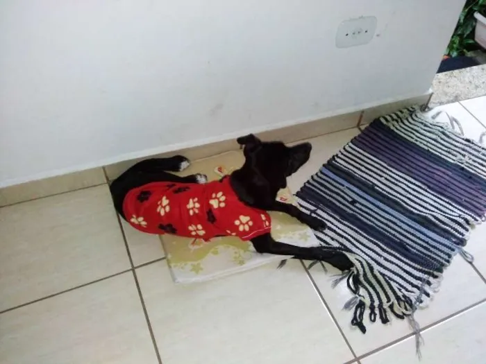 Cachorro ra a SRD idade 7 a 11 meses nome MEG
