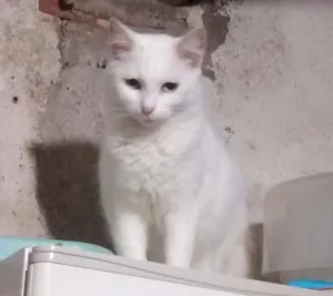 Gato raça SRD idade 2 anos nome Rukia