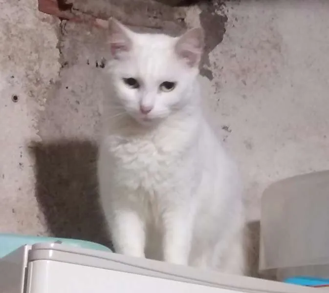 Gato ra a SRD idade 2 anos nome Rukia