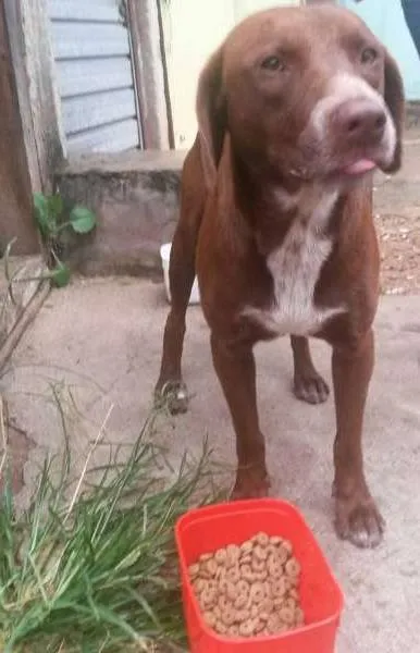 Cachorro ra a SRD idade 3 anos nome Sem nome