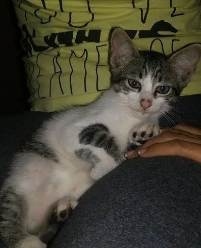 Gato ra a SRD idade 2 a 6 meses nome sem nome