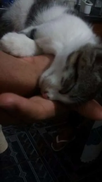Gato ra a SRD idade 2 a 6 meses nome sem nome