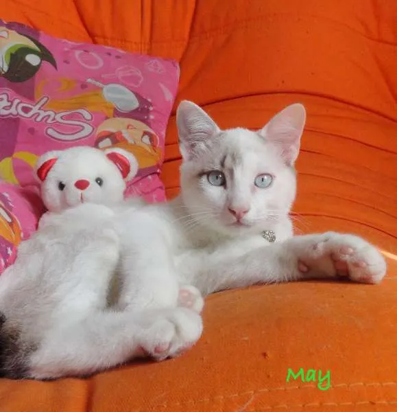 Gato ra a srd idade 2 a 6 meses nome May