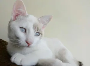 Gato raça srd idade 2 a 6 meses nome May