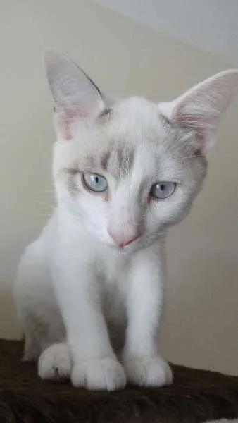 Gato ra a srd idade 2 a 6 meses nome May