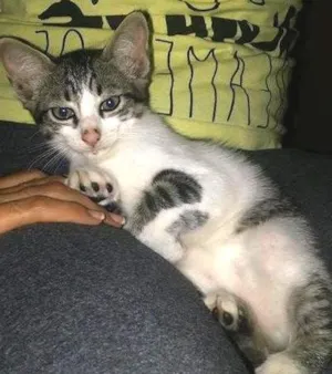 Gato raça SRD idade 2 a 6 meses nome sem nome