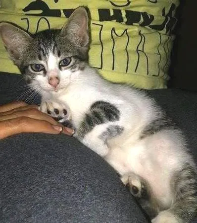 Gato ra a SRD idade 2 a 6 meses nome sem nome
