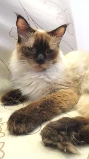 Gato raça srd idade 3 anos nome Barnabé