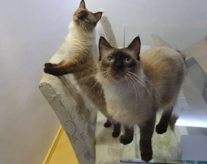 Gato ra a srd idade 3 anos nome Barnabé
