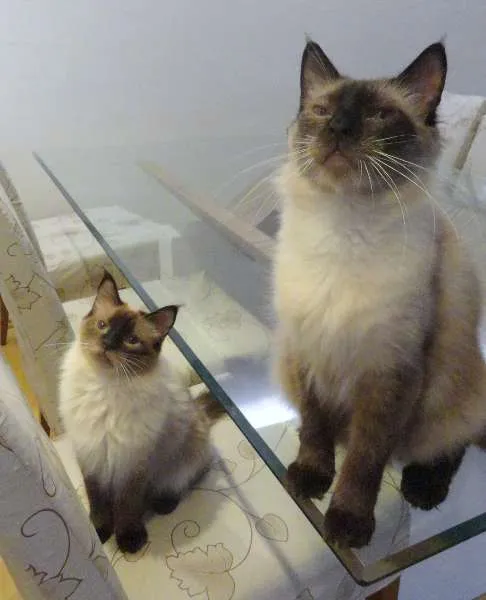 Gato ra a srd idade 3 anos nome Barnabé