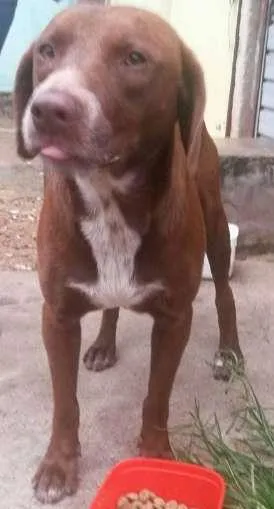 Cachorro ra a SRD idade 3 anos nome Sem nome