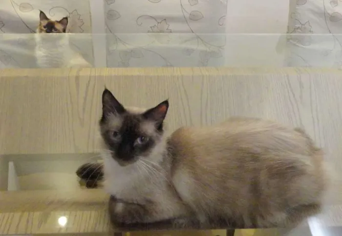 Gato ra a SRD idade 3 anos nome Buscapé