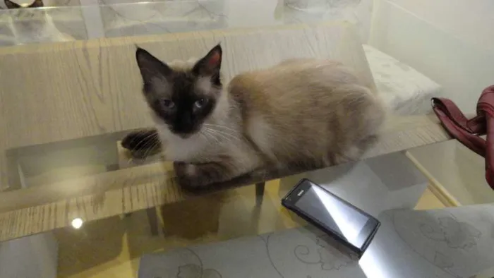 Gato ra a SRD idade 3 anos nome Buscapé
