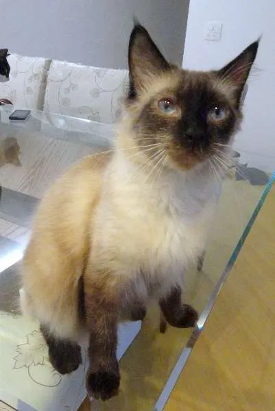 Gato ra a SRD idade 3 anos nome Buscapé