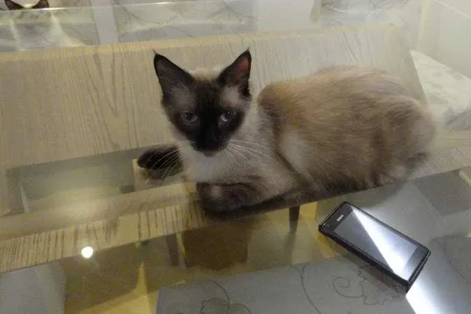 Gato ra a SRD idade 3 anos nome Buscapé