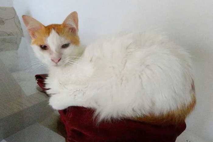 Gato ra a SRD idade 2 anos nome Anabelle
