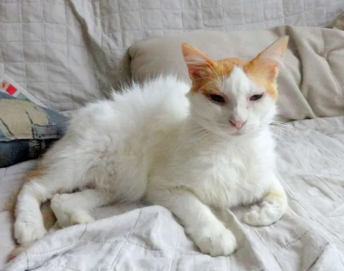 Gato ra a SRD idade 2 anos nome Anabelle