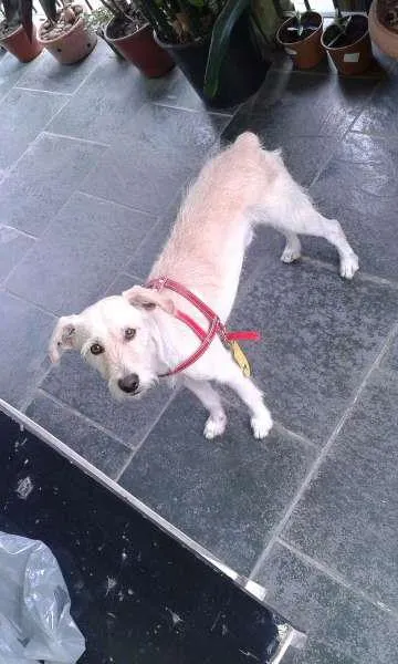 Cachorro ra a Não consigo especificar idade 1 ano nome Nenhum