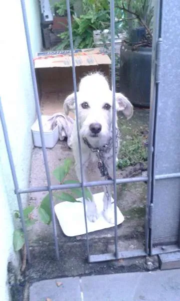 Cachorro ra a Não consigo especificar idade 1 ano nome Nenhum