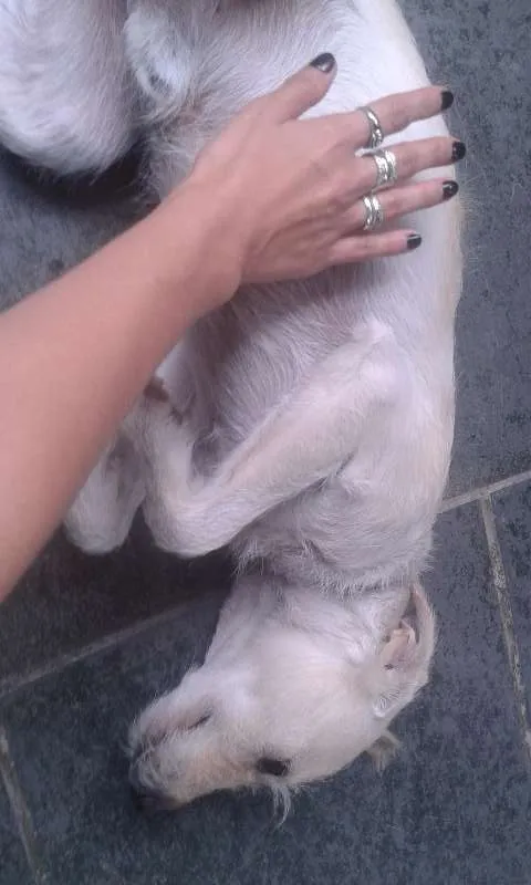 Cachorro ra a Não consigo especificar idade 1 ano nome Nenhum