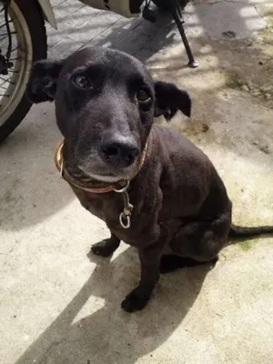 Cachorro raça SRD idade 4 anos nome NEGÃO