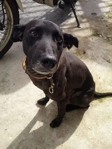 Cachorro ra a SRD idade 4 anos nome NEGÃO