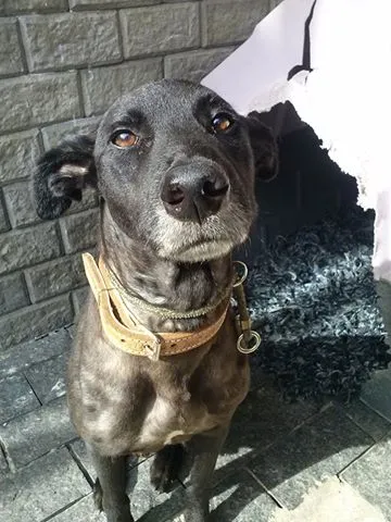 Cachorro ra a SRD idade 4 anos nome NEGÃO