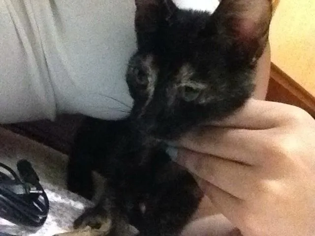 Gato raça SRD idade 2 a 6 meses nome Ferrugem